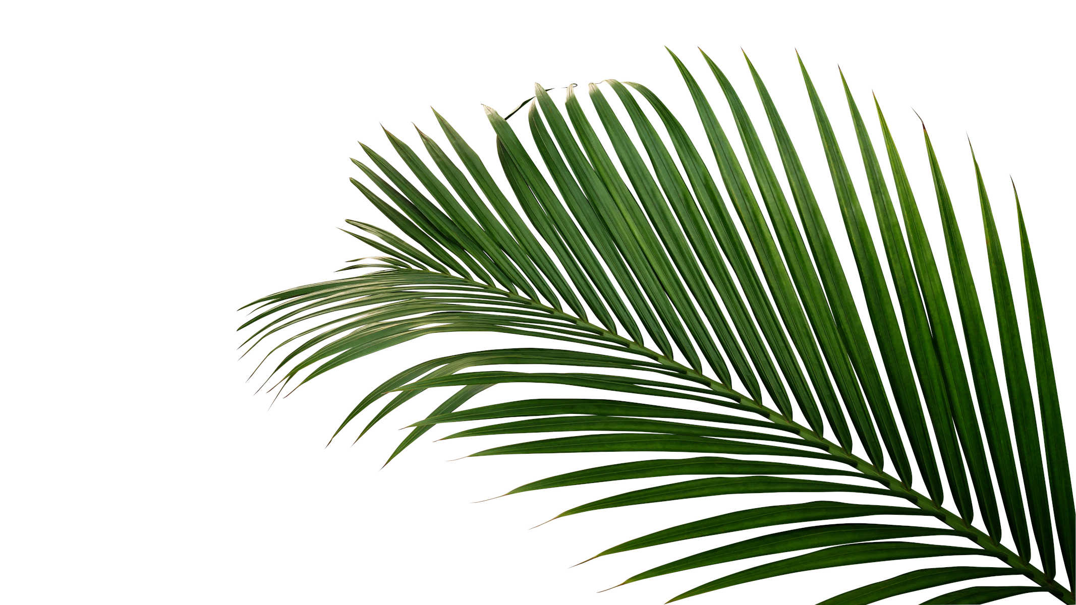 Sustainable palm