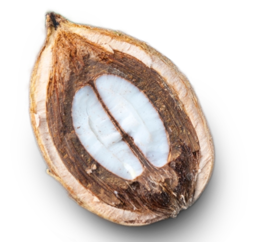 Babassu Nut