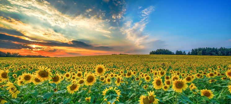 Sunflowers_fields